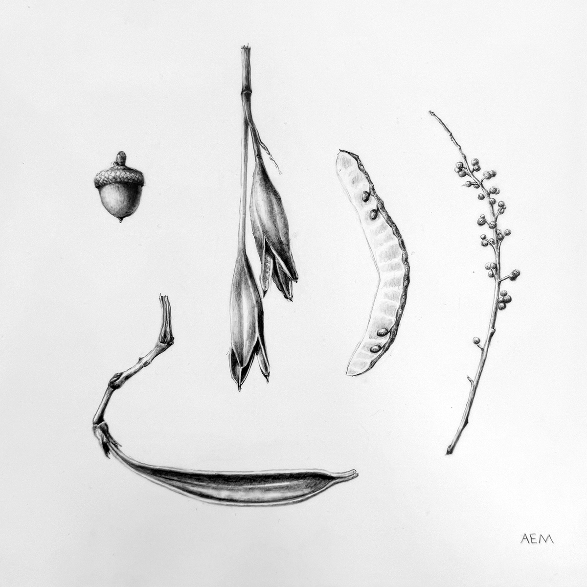 Fruits in Graphite by Abigail Millar - Thumbnail