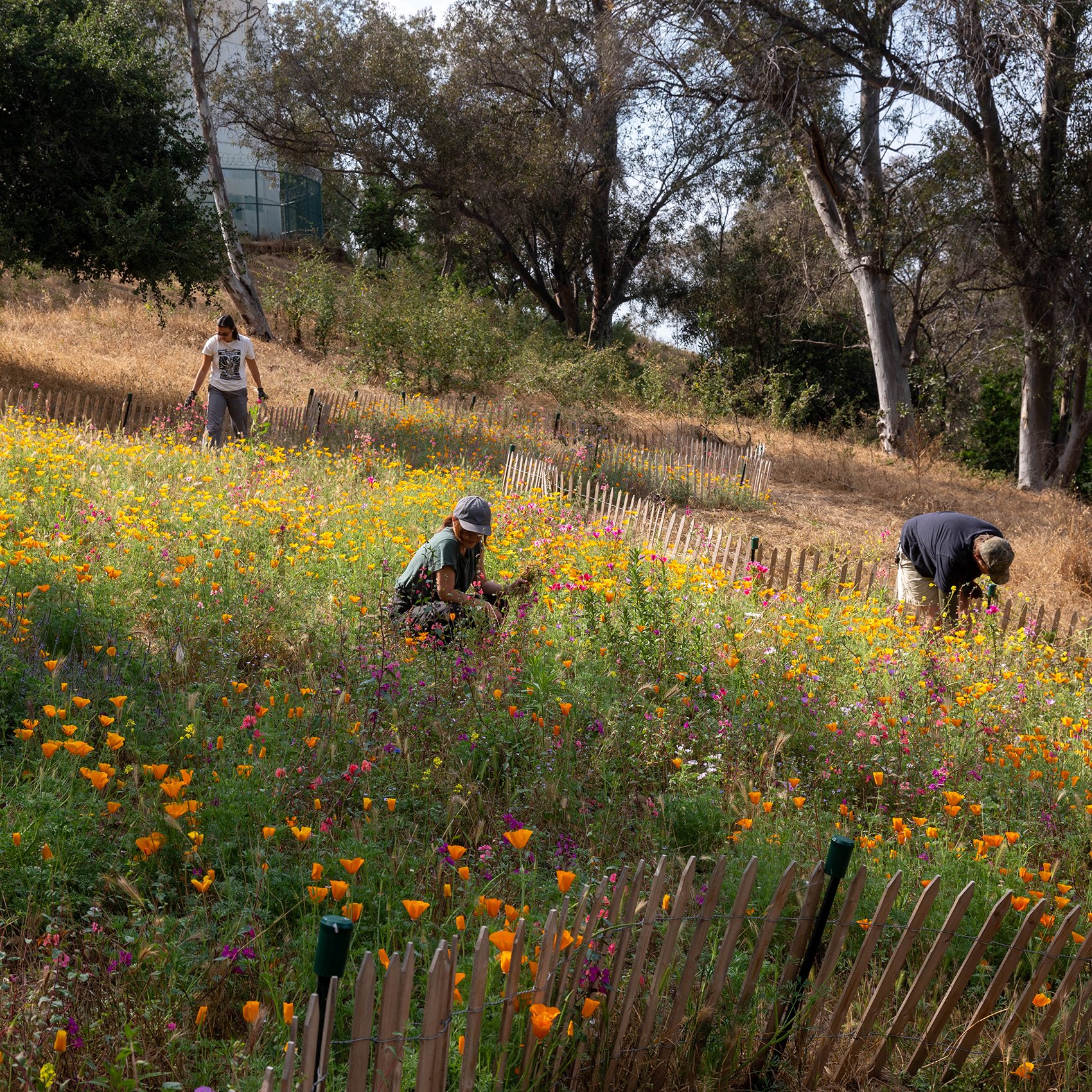 Three people working in a landscape filled with a fenced in area of wildflowers and native plants.