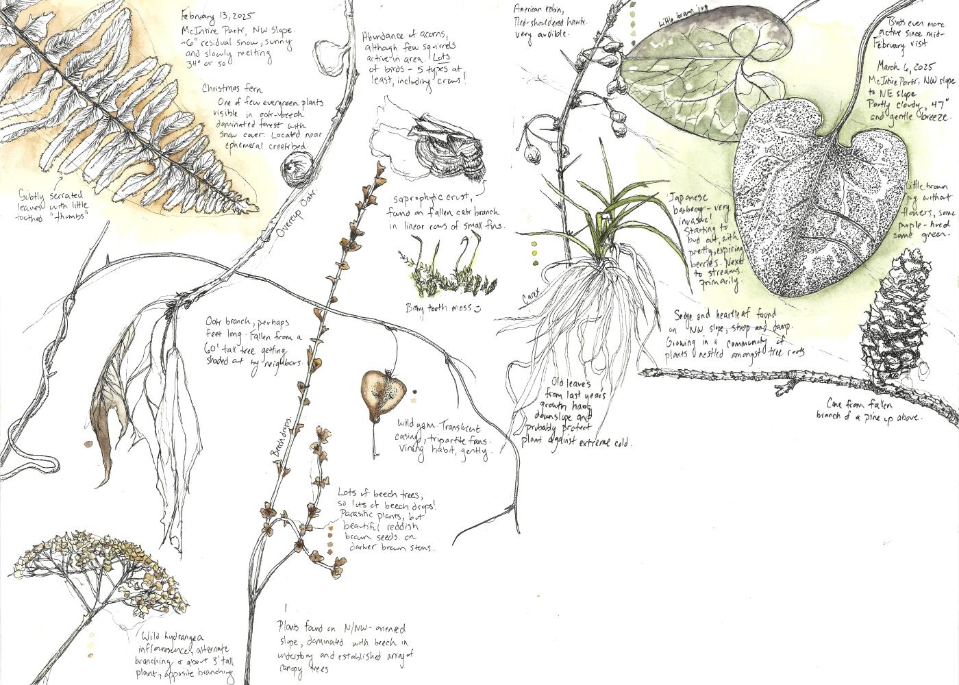 Field Sketch Charlotte Devine