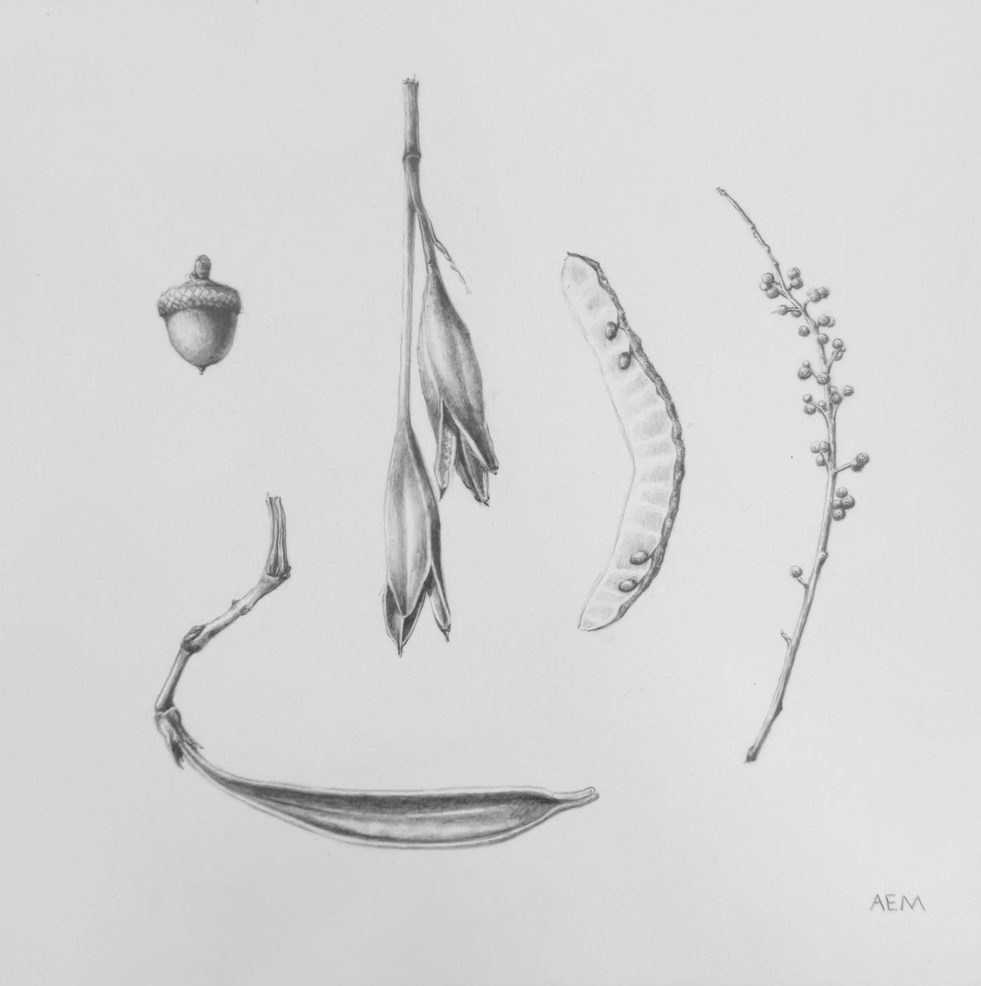 Fruits Graphite Abigail Millar
