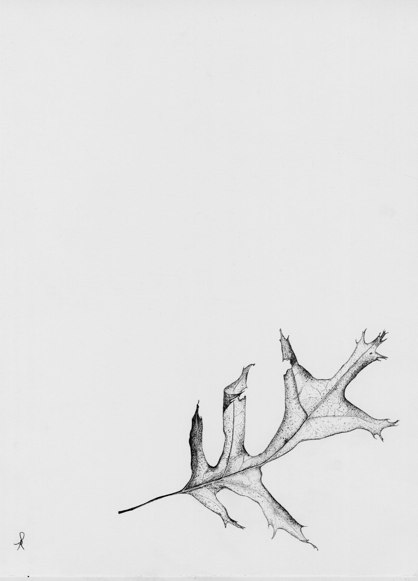 Leaf by Sean Alberts in Pen