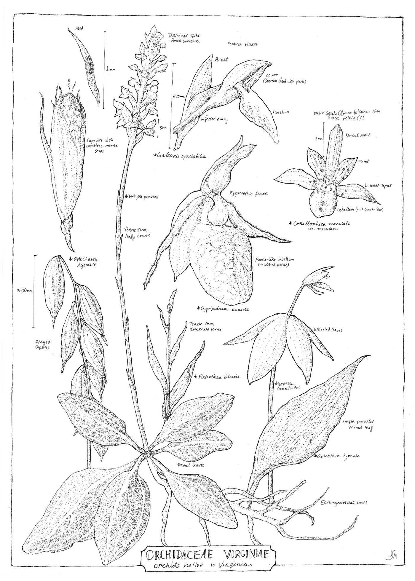 Plant Family by Julia MacNelly