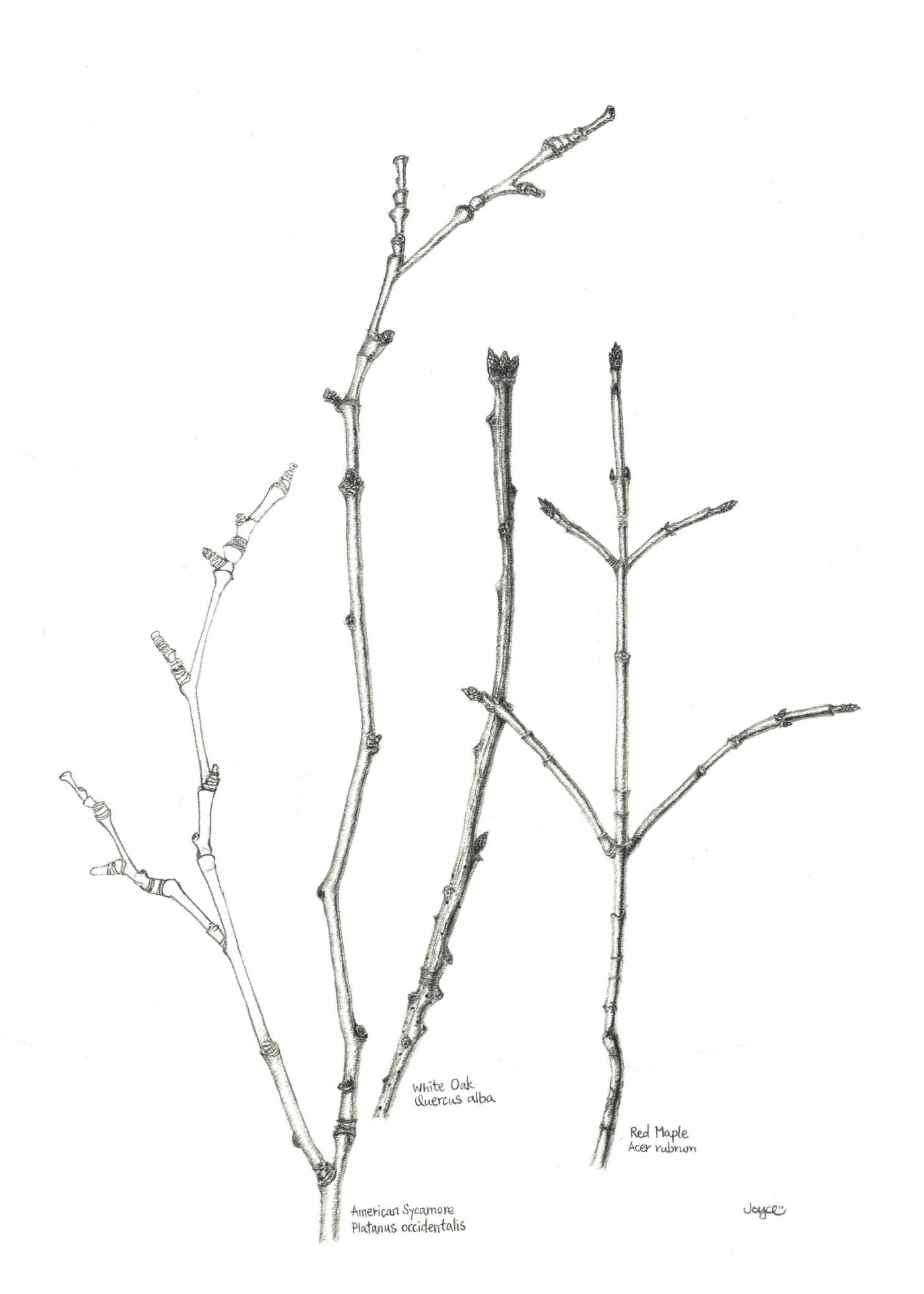 Twigs by Joyce Fong in Pencil
