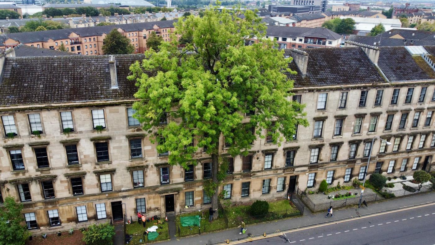 Ash tree on Argyle Street, Glasgow tree of the year