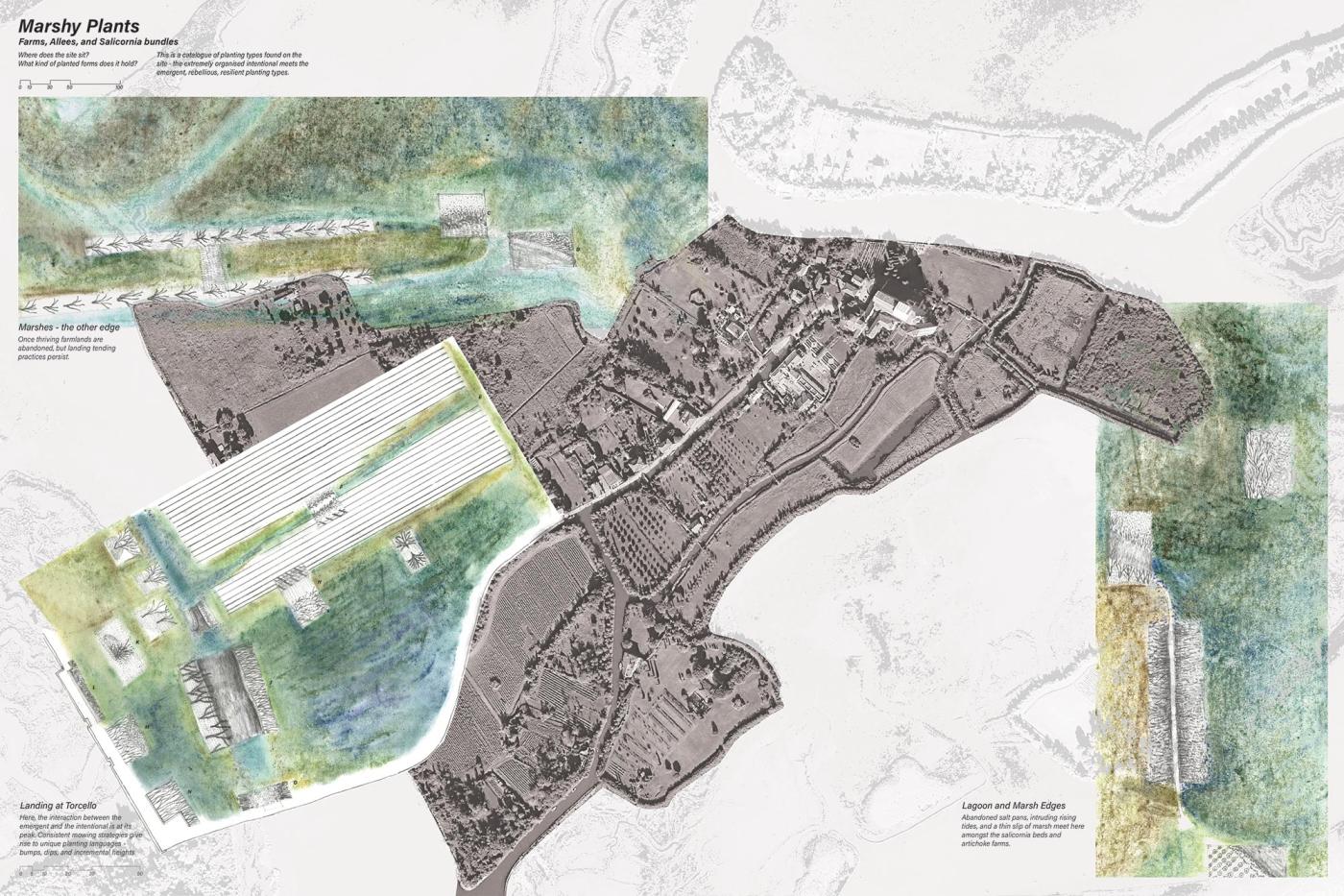 Site Plan of Plantings Torcello Island by Hetvee Panchal