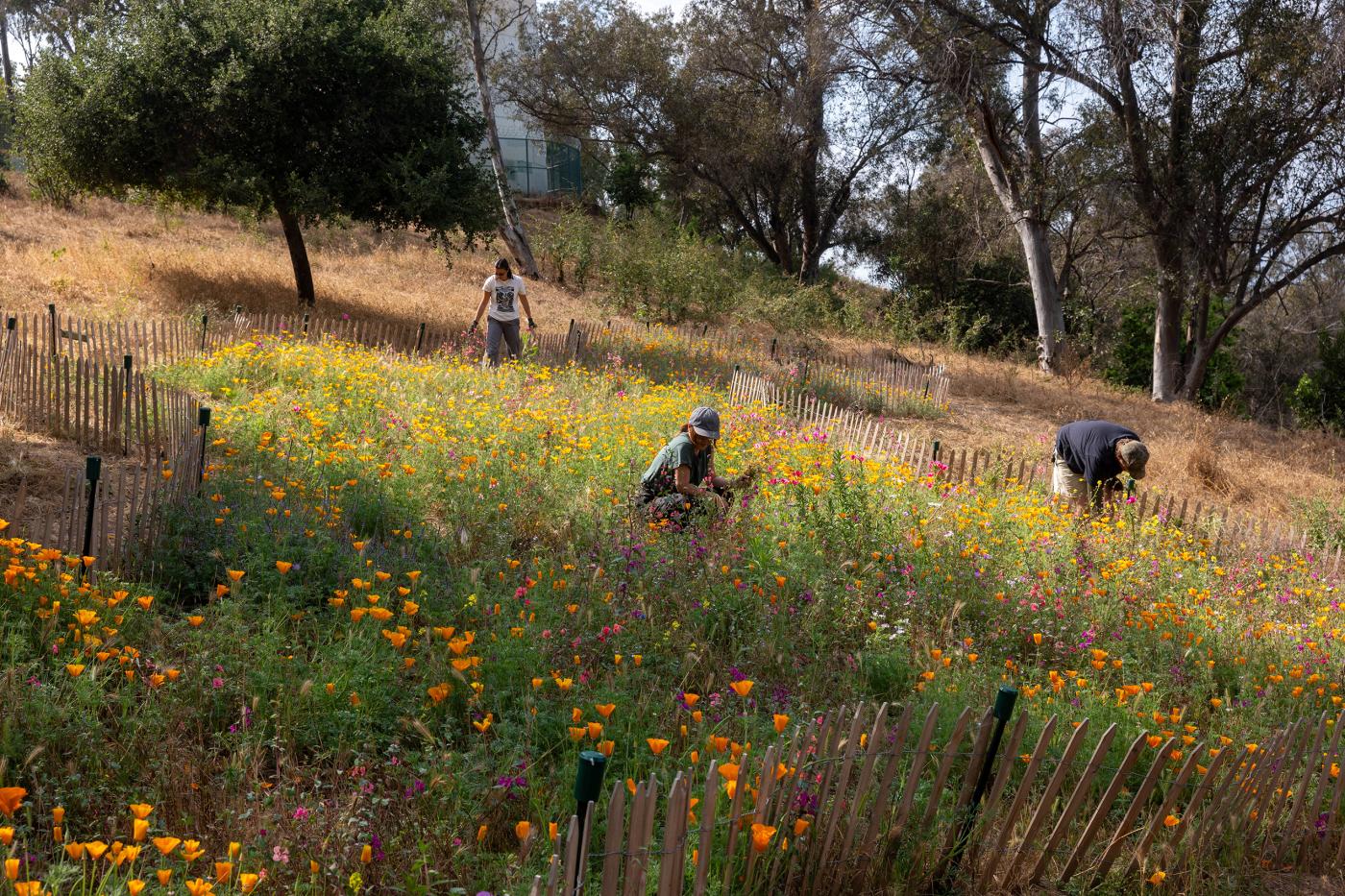 Three people working in a landscape filled with a fenced in area of wildflowers and native plants.