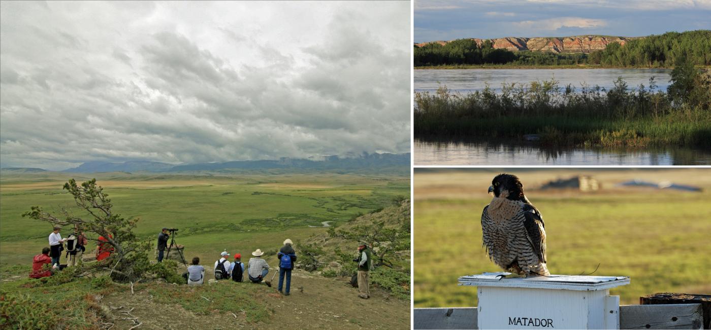 Three images: Left: Williams Peak, Montana; Top right: Montana Mountains; Bottom right: falcon
